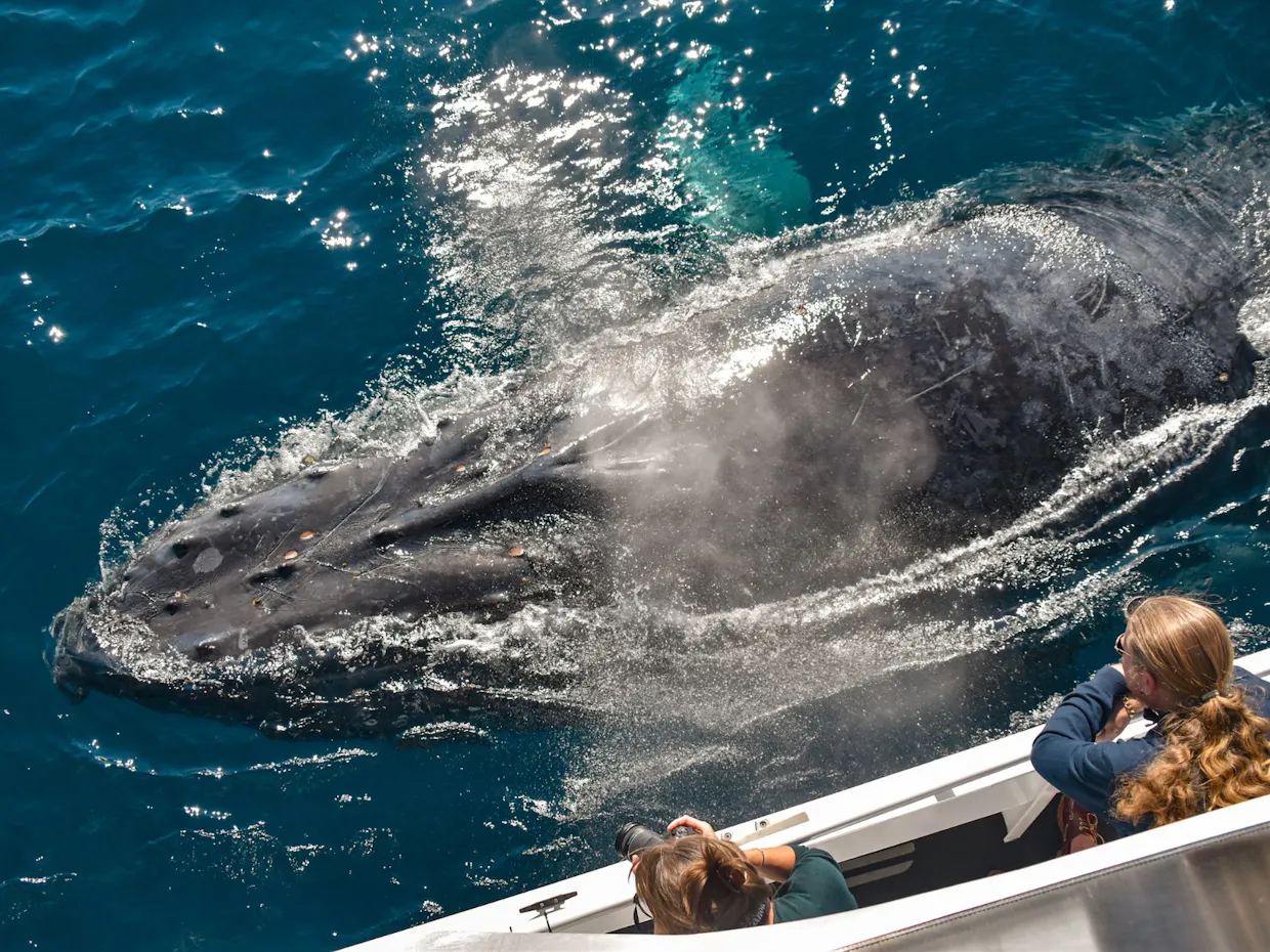 Whale Watching
