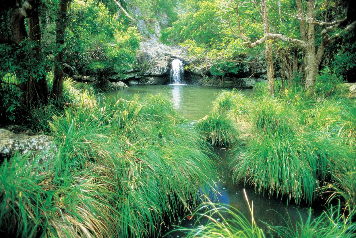 Kondalilla National Park
