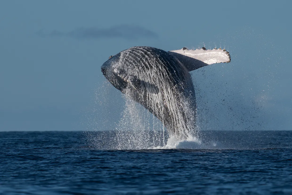 Adventure Rafting Mooloolaba  - Whale Watching Experience