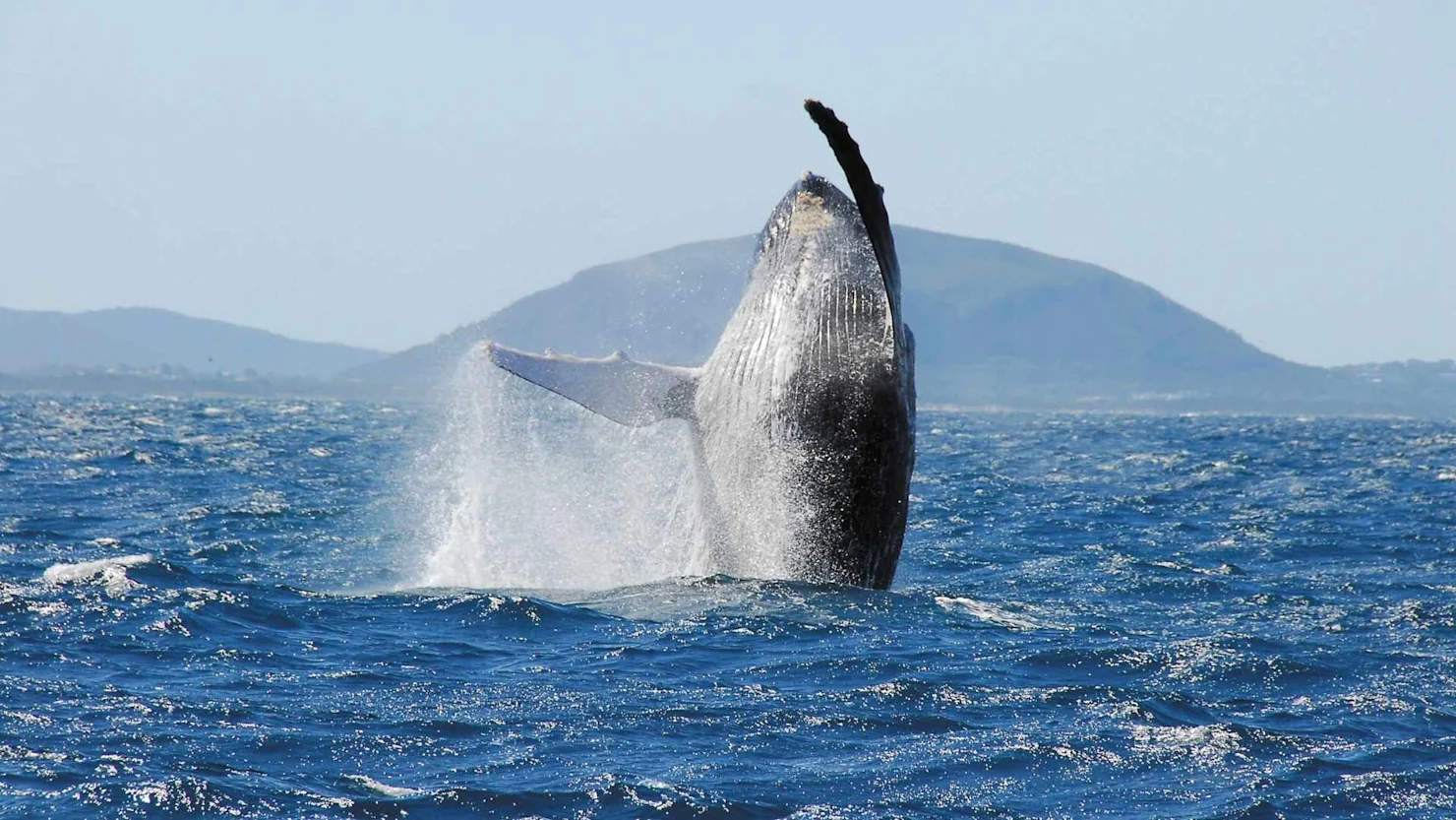 Wonderous wildlife  