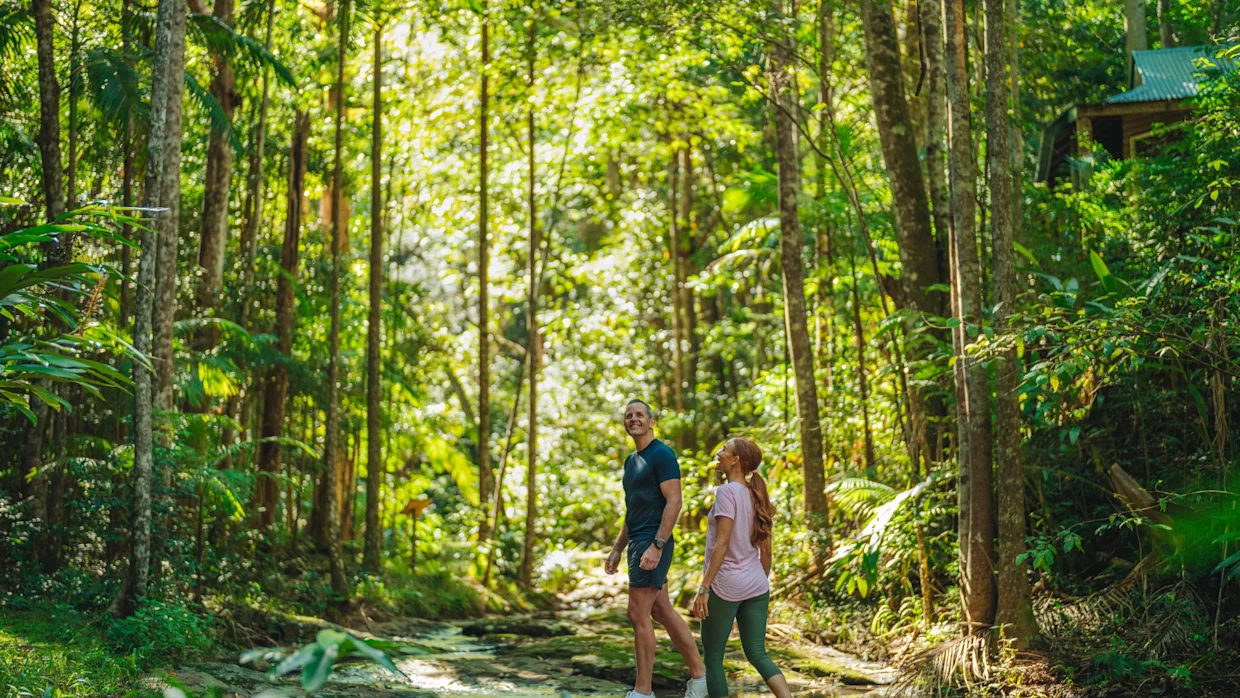 Forest Bathing Reboot